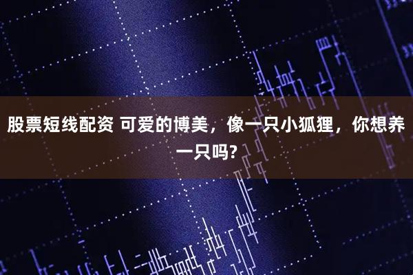 股票短线配资 可爱的博美，像一只小狐狸，你想养一只吗?